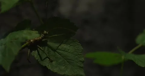 Praying mantis on a leaf Stock Footage 266770761