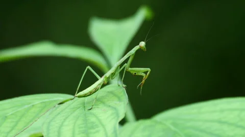 Praying Mantis on leaf jumps away 스톡 동영상 247078747