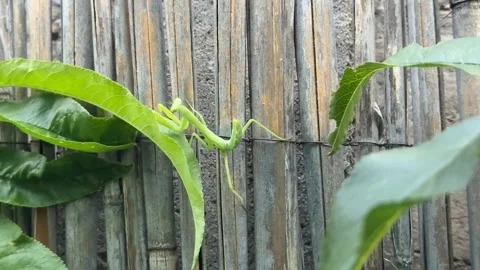 Praying Mantis on Leaves Stock Footage 319021362