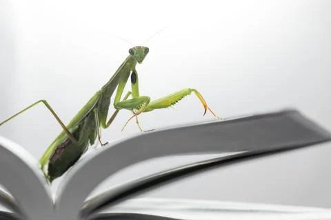Praying mantis in the library. Stock Photos