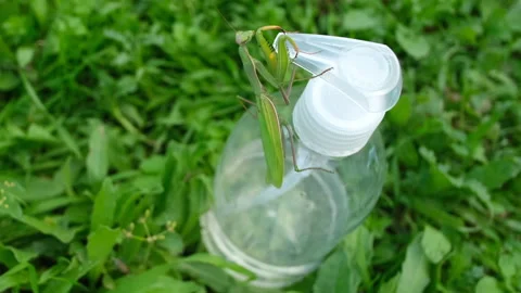 Praying mantis living on discarded hand sanitizer dispenser.Pollution,COVID19 4k Stock Footage 143292956