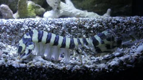 Praying mantis lobster Vidéo 21239878