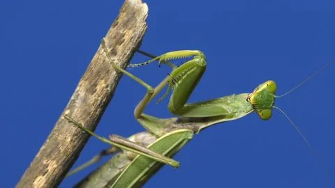 Praying mantis looking at camera on blue background Stock Photos