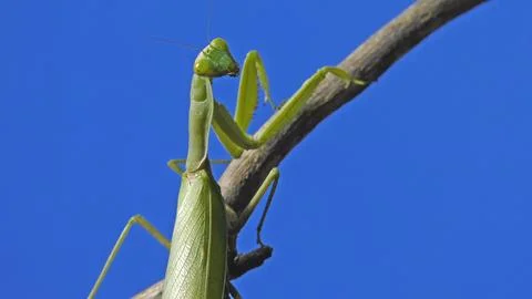Praying mantis looking at camera on blue background Stock Photos