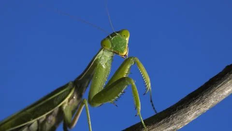 Praying mantis looking at camera on blue background Stock Photos