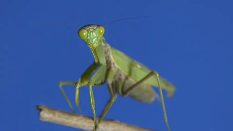 Praying mantis looking at camera on blue background Stock Photos