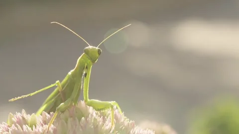 Praying Mantis Looking Directly into the Camera Stock Footage 344462819