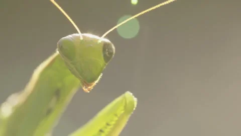 Praying Mantis Looking Directly into the Camera Stock Footage 344462837