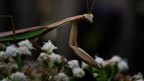 Praying Mantis Looking Right At You Slow Motion 4K Stock Footage 306035949