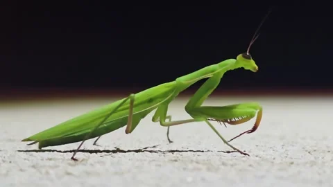 Praying mantis looks at camera and turns head at night 動画素材 342579138