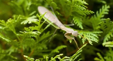 Praying Mantis Looks at Camera Macro 스톡 동영상 42606033