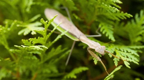 Praying Mantis Looks at Camera Macro 스톡 동영상 42606876