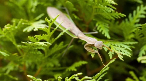 Praying Mantis Looks at Camera Macro 스톡 동영상 42606934