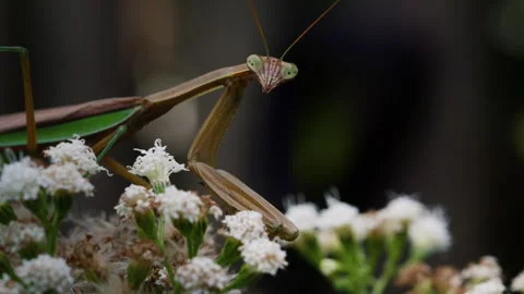 Praying Mantis Looks Up At You Slow Motion 4K Video stock 306036064