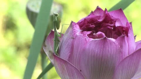 Praying mantis on lotus bloom Stock Footage 8946702