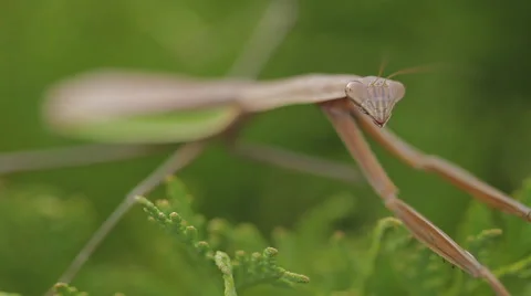 Praying mantis macro 스톡 동영상 42607190