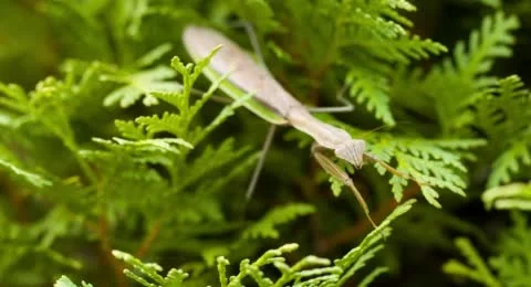 Praying Mantis Macro 스톡 동영상 42607255