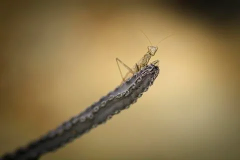 Praying mantis  macro Stock Photos