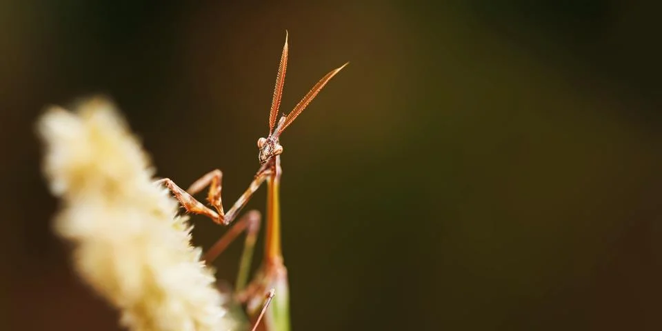 Praying mantis macro with soft focus foreground texture Stock Photos