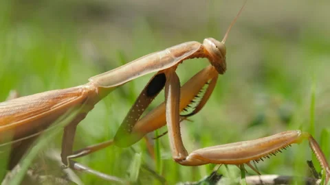 Praying mantis macro view while living on grass meadow ecosystem,animal wildlife Stock Footage 220462321