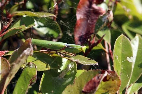 Praying mantis (Mantis religiosa) among the green leaves of a bush Stock Photos