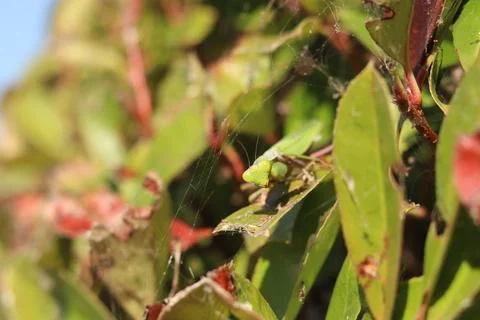 Praying mantis (Mantis religiosa) among the green leaves of a bush Stock Photos