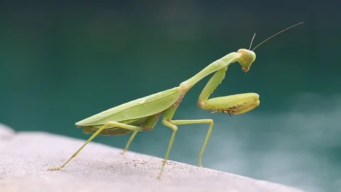 Praying mantis, mantis religiosa , close up. Bali, Indonesia Stock Footage 88927776