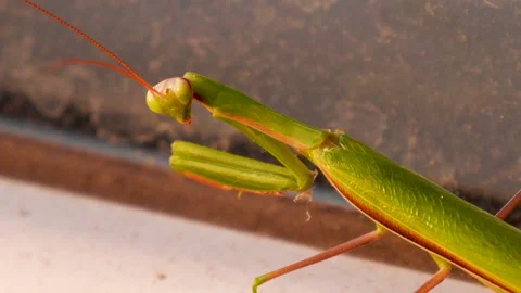 Praying mantis, mantis religiosa, close-up Stock Footage 158540935