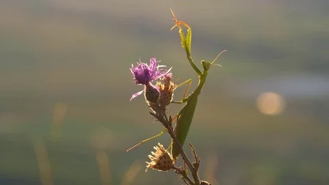 Praying mantis (Mantis religiosa) 스톡 동영상 79746095