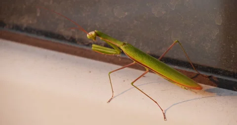 Praying Mantis, Mantis Religiosa 스톡 동영상 158543403