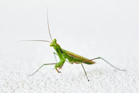 Praying Mantis, Mantis religiosa, in front of white structure background. Stock Photos
