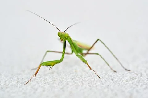 Praying Mantis, Mantis religiosa, in front of white structure background. Stock Photos