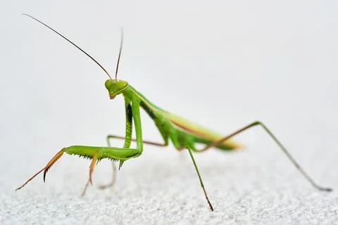 Praying Mantis, Mantis religiosa, in front of white structure background. Stock Photos