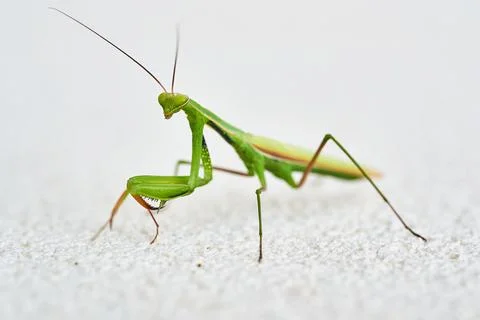 Praying Mantis, Mantis religiosa, in front of white structure background. Stock Photos