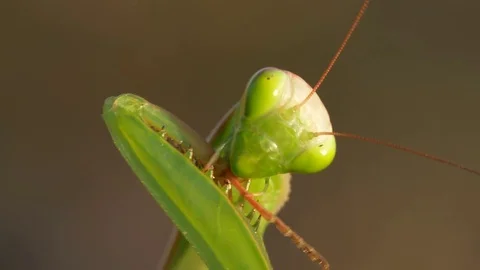 Praying mantis (Mantis religiosa) hygiene Stock Footage 79746426