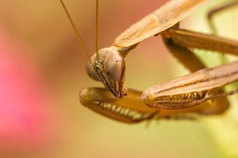 Praying mantis (Mantis religiosa) on a leaf Stock Photos