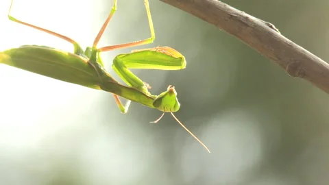Praying mantis (Mantis religiosa) Mantide religiosa Video stock 254896952