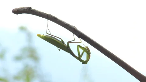 Praying mantis (Mantis religiosa) Mantide religiosa Video stock 254898721