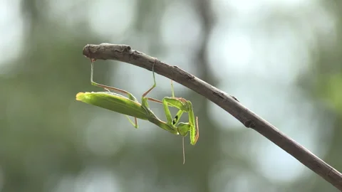 Praying mantis (Mantis religiosa) Mantide religiosae Stock Footage 254907038