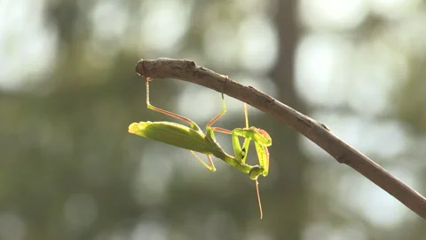 Praying mantis (Mantis religiosa) Mantide religiosa Video stock 254912104