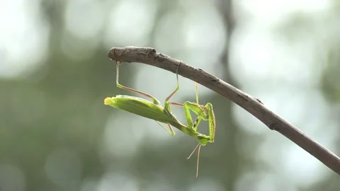 Praying mantis (Mantis religiosa) Mantide religiosa Video stock 254912123