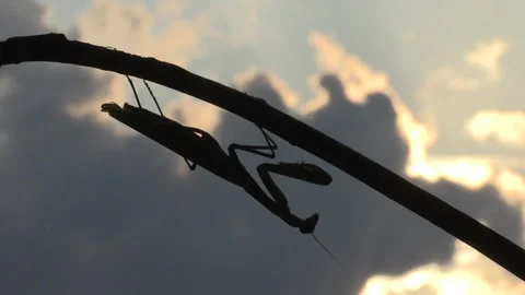 Praying mantis (Mantis religiosa) Mantide religiosa Video stock 254913985
