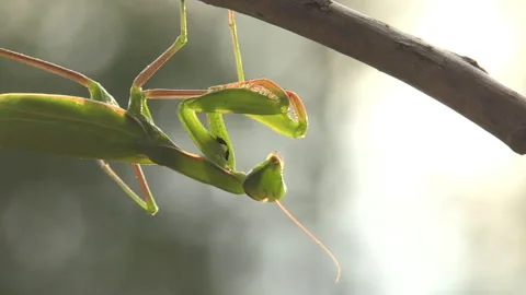 Praying mantis (Mantis religiosa) Mantide religiosa Video stock 254915047