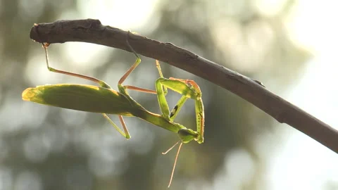 Praying mantis (Mantis religiosa) Mantide religiosa Video stock 254931533