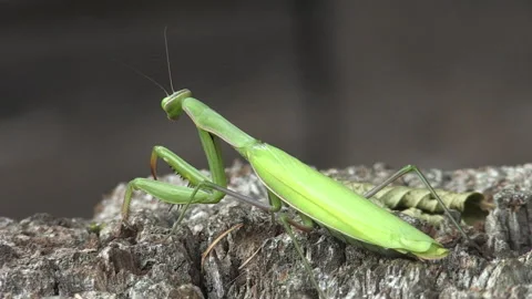 Praying mantis (Mantis religiosa) Mantide religiosa Video stock 254933492