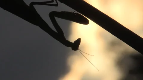 Praying mantis (Mantis religiosa) Mantide religiosa Video stock 254939789