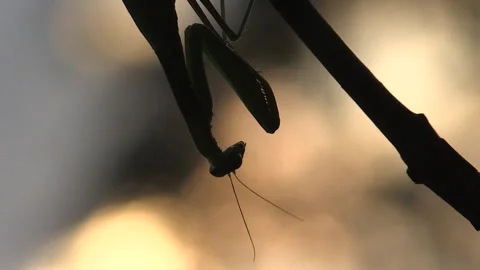 Praying mantis (Mantis religiosa) Mantide religiosa Video stock 254941935