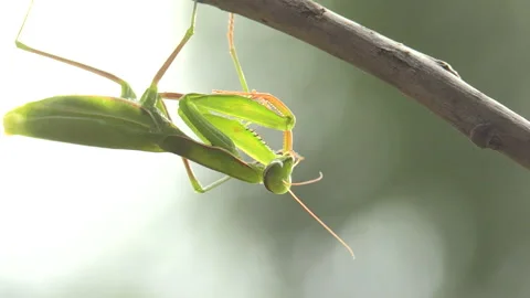Praying mantis (Mantis religiosa) Mantide religiosa Video stock 254942291