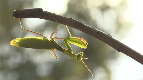 Praying mantis (Mantis religiosa) Mantide religiosa Video stock 254952578