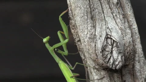 Praying mantis (Mantis religiosa) Mantide religiosa Video stock 254964554